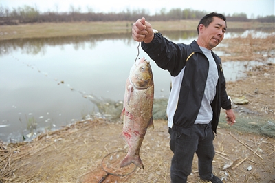 銀川愛伊河水污染，大量魚死亡