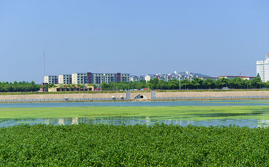 信陽浉河二號橡膠壩藍藻泛濫