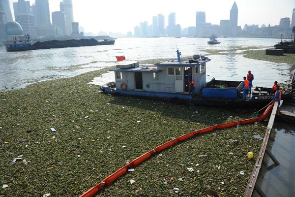 上海外灘景觀水域水葫蘆泛濫成災